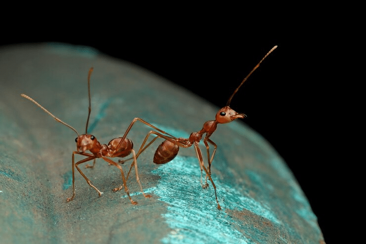 significado de formigas no Espiritismo