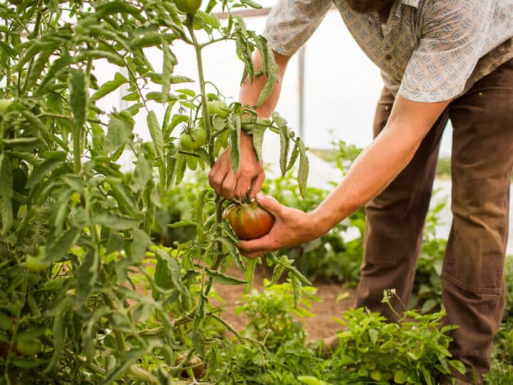 Dicas para fazer o uso Sustentável de Fertilizantes na Agricultura Orgânica