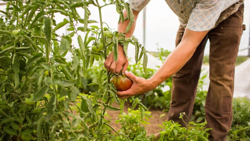 Dicas para fazer o uso Sustentável de Fertilizantes na Agricultura Orgânica