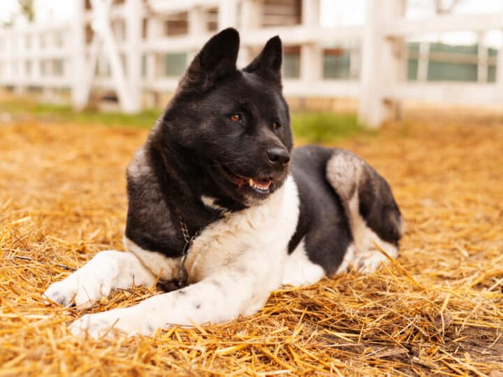Kangal Turco: Origem, Comportamento e Como Criar Esse Gigante