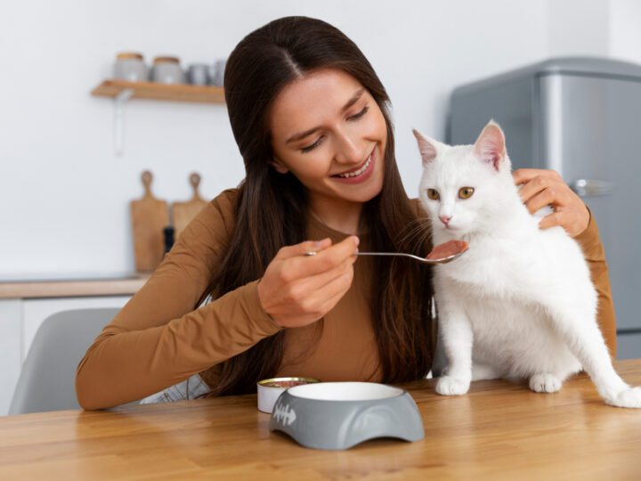 Como identificar sinais de que seu gato não está se alimentando bem