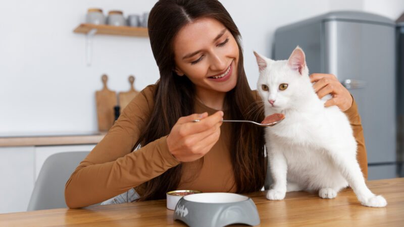 Como identificar sinais de que seu gato não está se alimentando bem