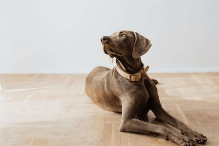 Estratégias para manter pets ativos e entretidos dentro de casa