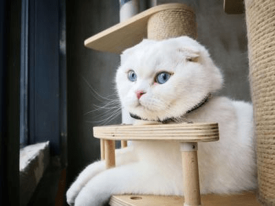 Por que os gatos precisam de arranhadores? Entenda o instinto felino