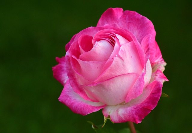 Quais as melhores empresas de buquê de rosas?